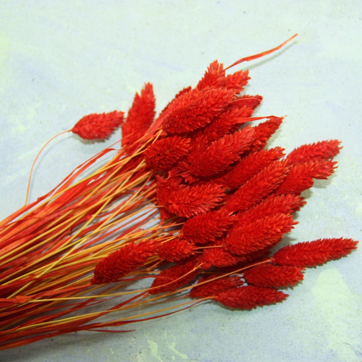 Фаларис cухоцвет