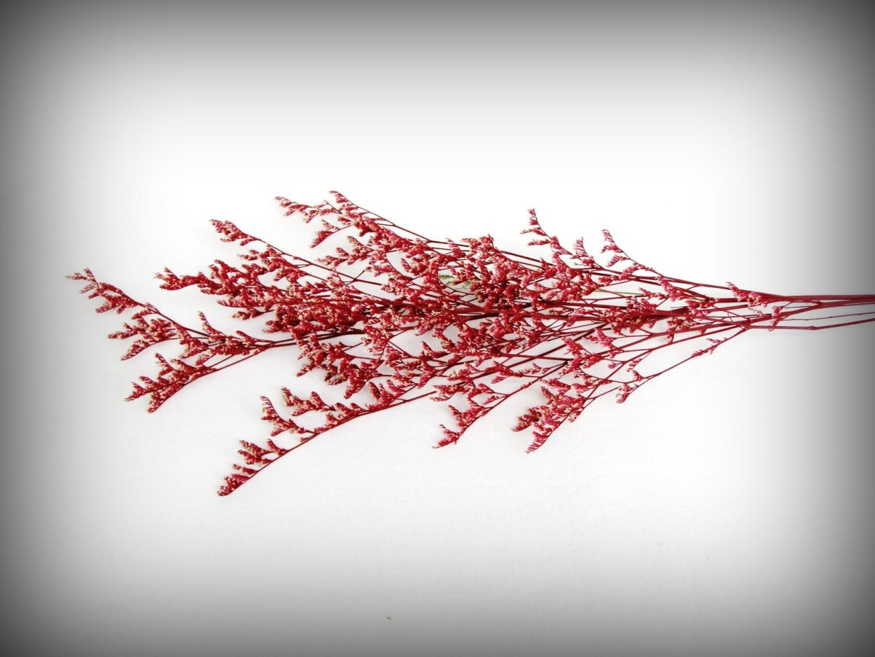 Букет из сухоцветов красно белый