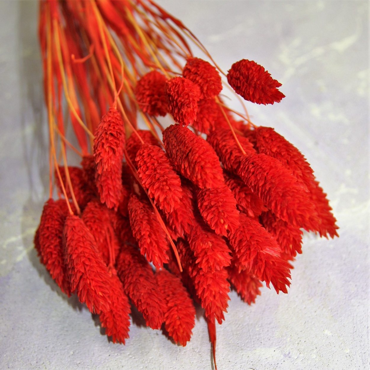 Фалярис сухоцвет