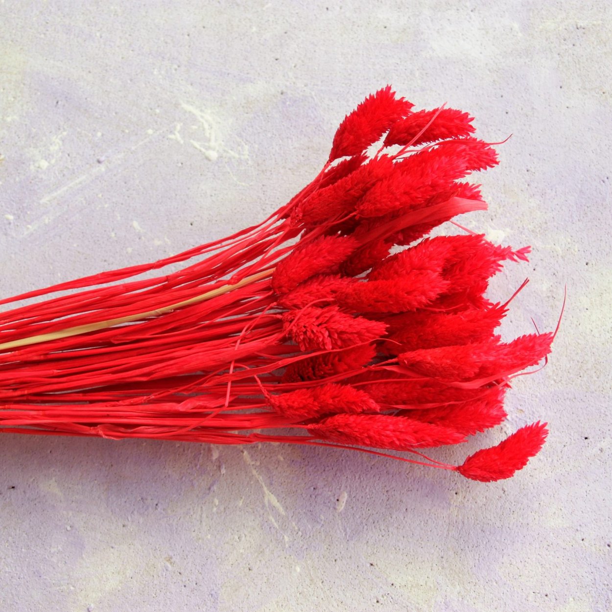 Красные сухоцветы