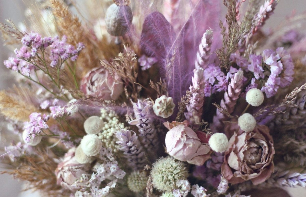 Целозия гребенчатая сухоцвет