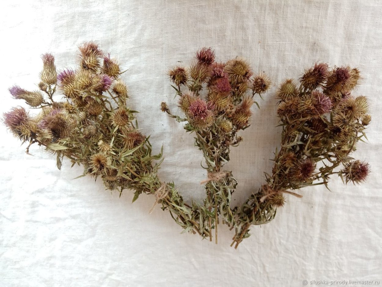 Гипсофила метельчатая сухоцвет