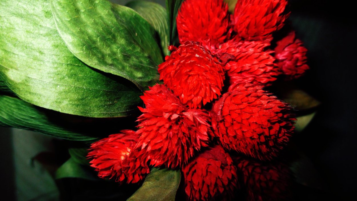 Кардус сухоцвет