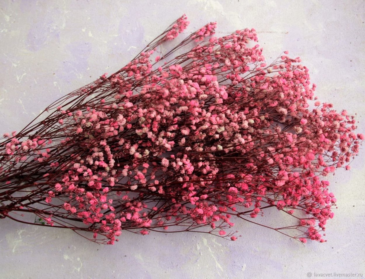 Берк сухоцвет