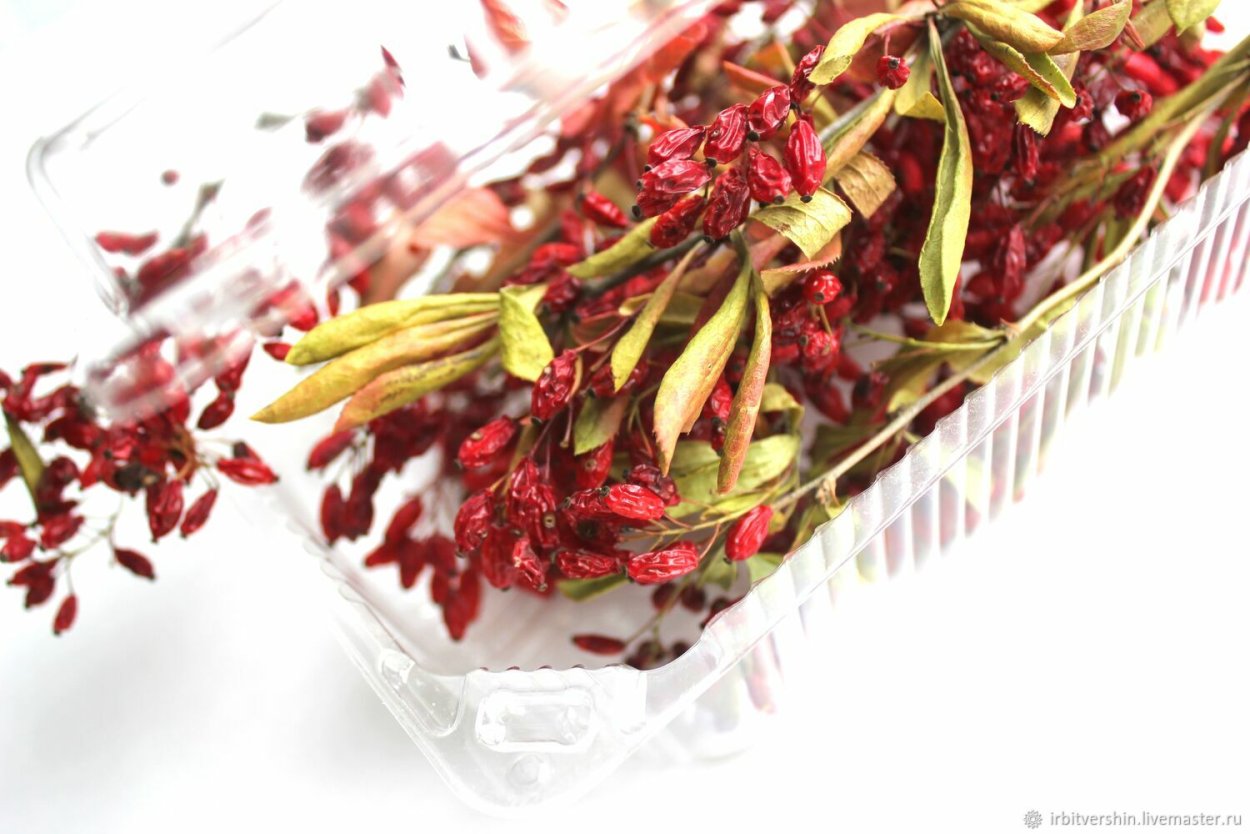 Целозия перистая сухоцвет