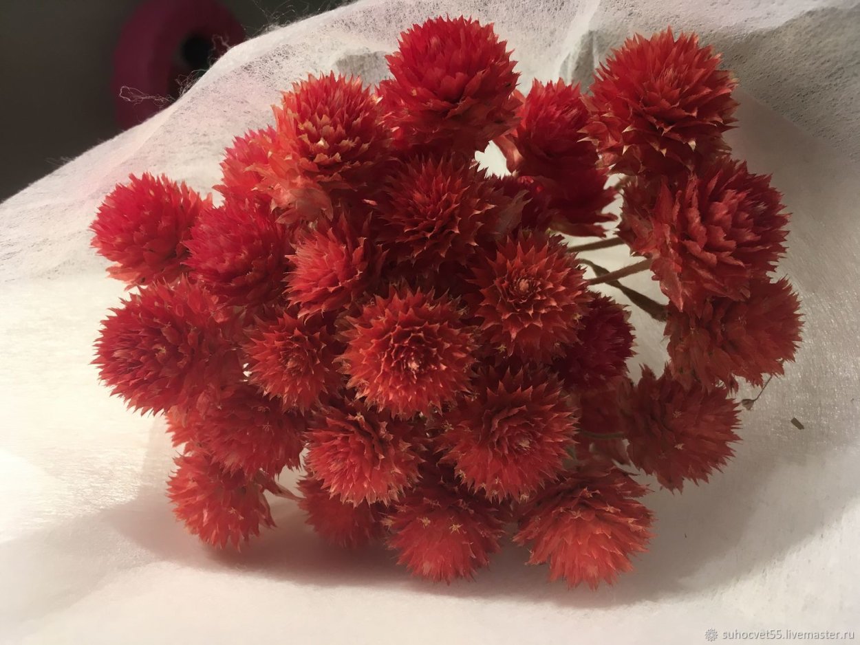 Аурея сухоцвет