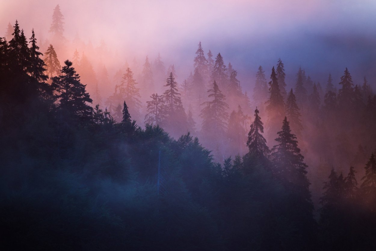 Скандинавия лес Шварцвальд