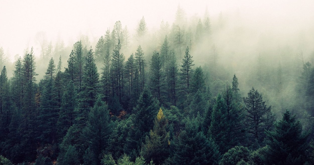 Современные дома в лесу