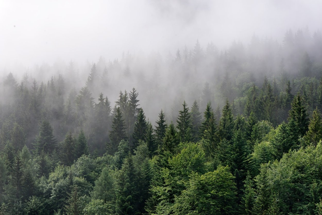 Туманный лес
