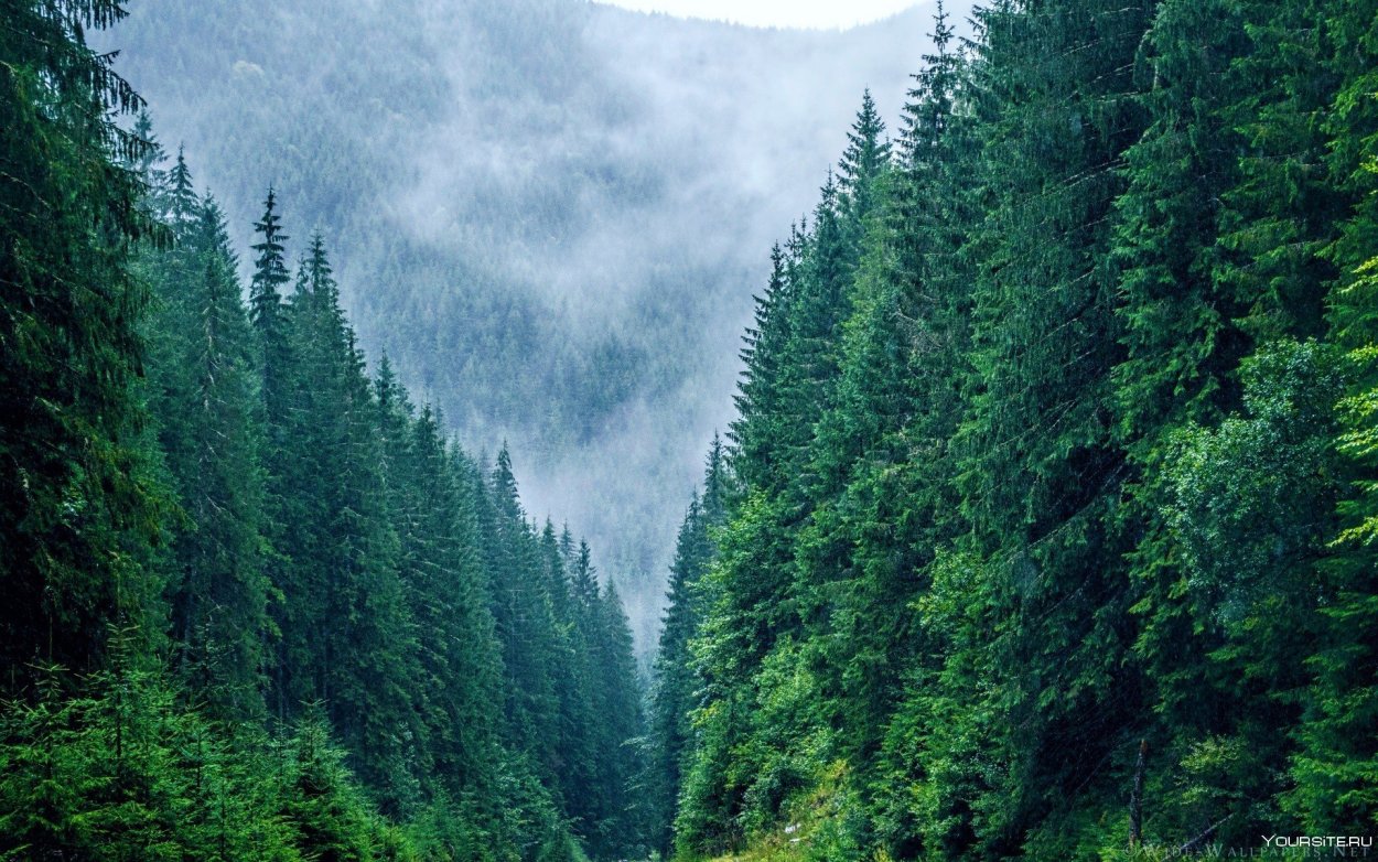 Лес горы штат Монтана домик у озера