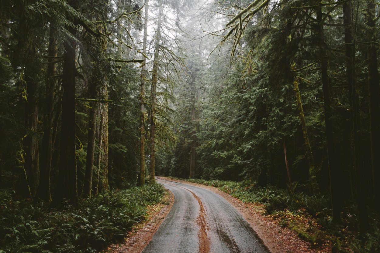 Лес в тумане