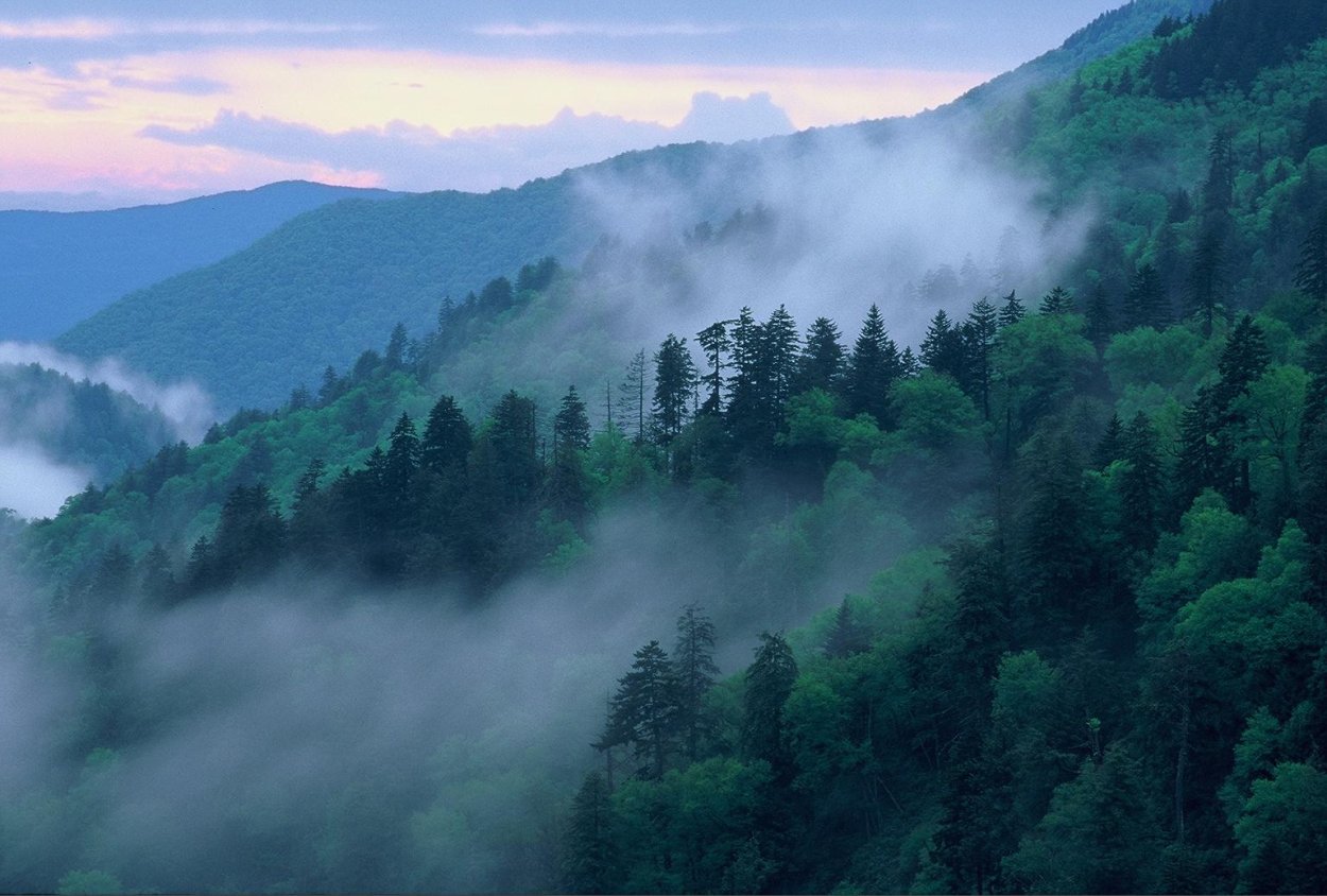 Горный лес в тумане