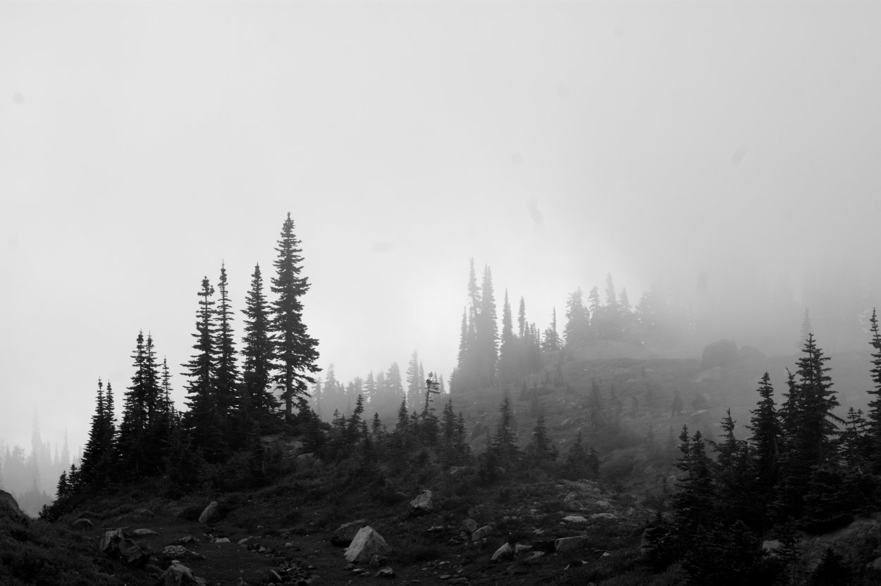 Эстетика леса