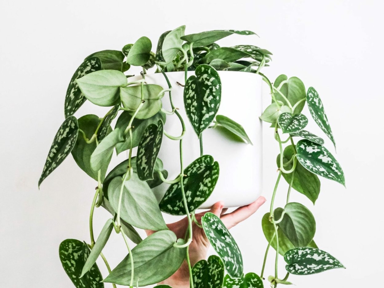 Сциндапсус pictus