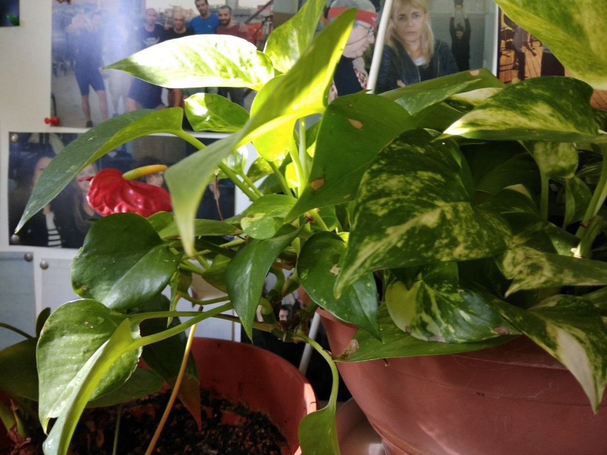 Эпипремнум ампельный