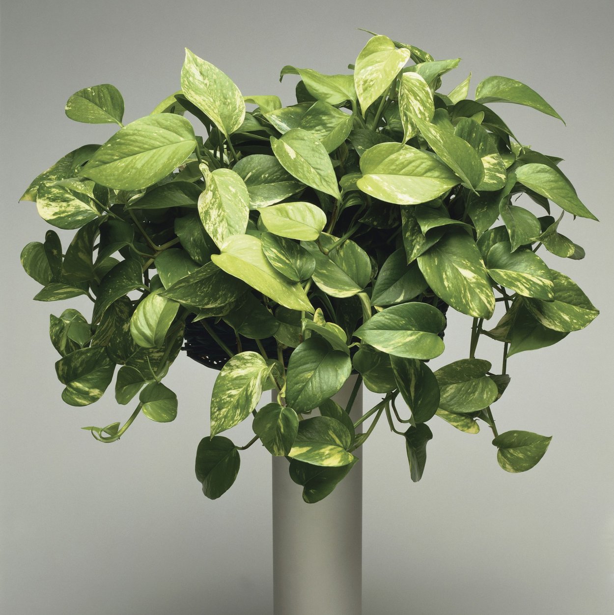 Сциндапсус дарк