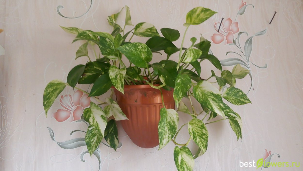 Лиана сциндапсус размножение