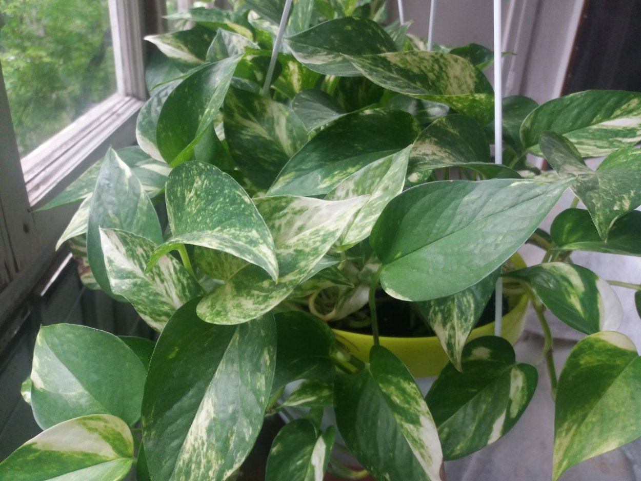 Сциндапсус Вьюн Лиана