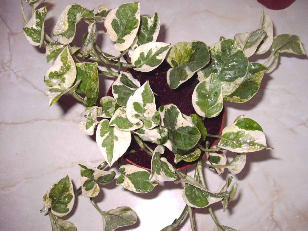 Сциндапсус Блю вельвет