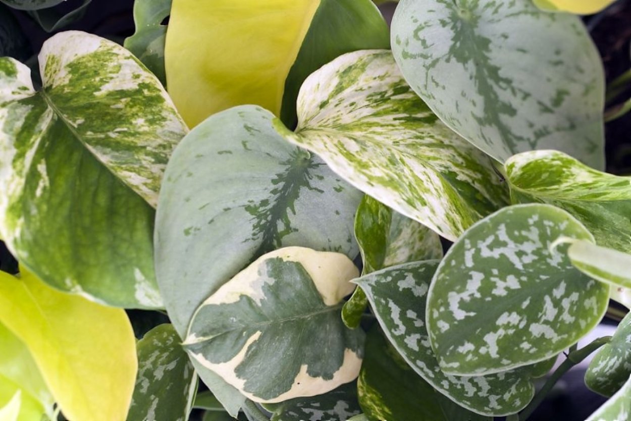 Сциндапсус Эпипремнум