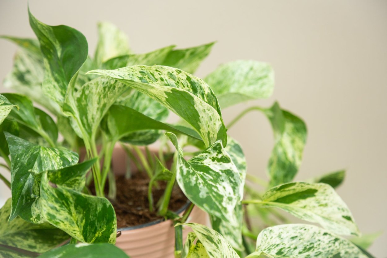 Эпипремнум традесканция