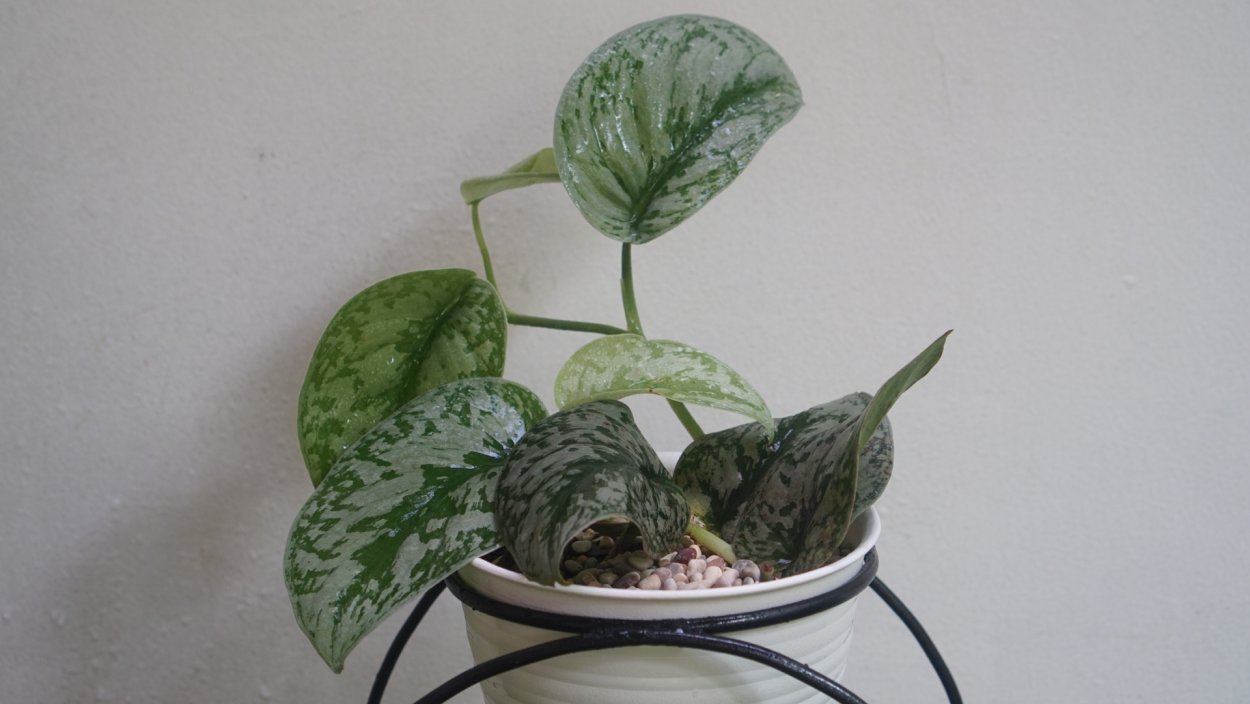 Эпипремнум Ароидные