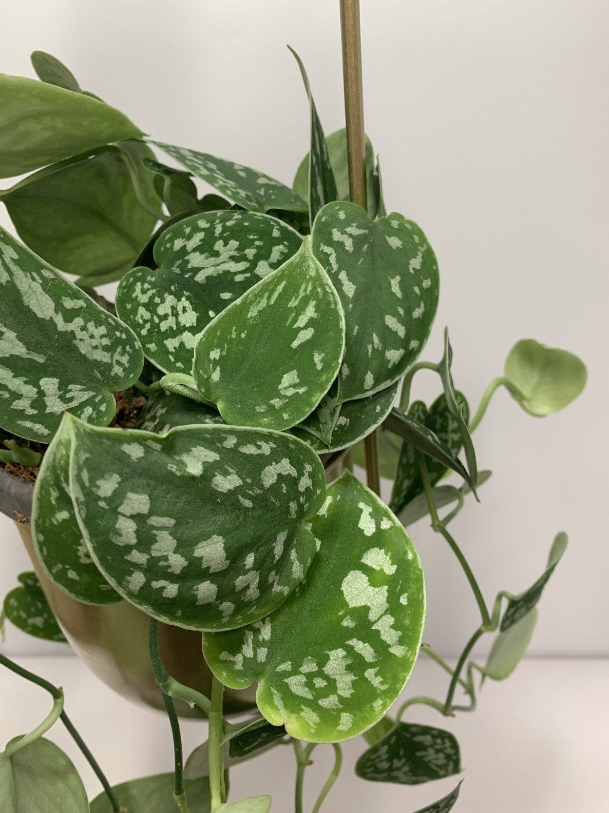 Сциндапсус pictus Argyraeus