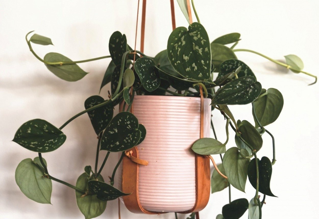 Филодендрон плющевидный