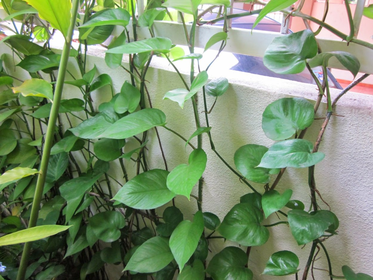 Сциндапсус Грин