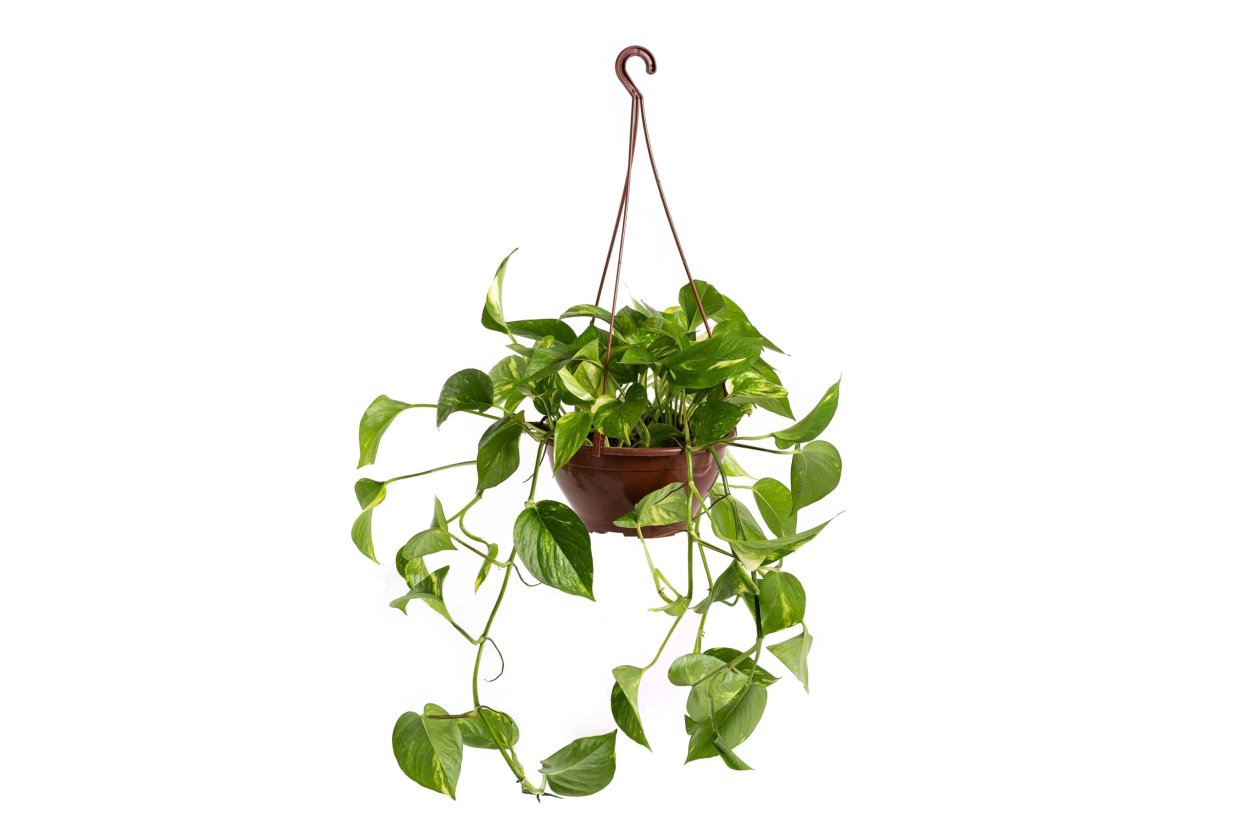 Сциндапсус Пиктус Сильвер