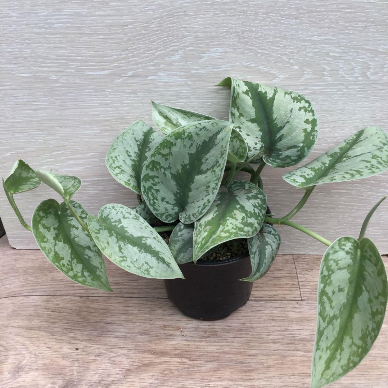 Сингониум сциндапсус