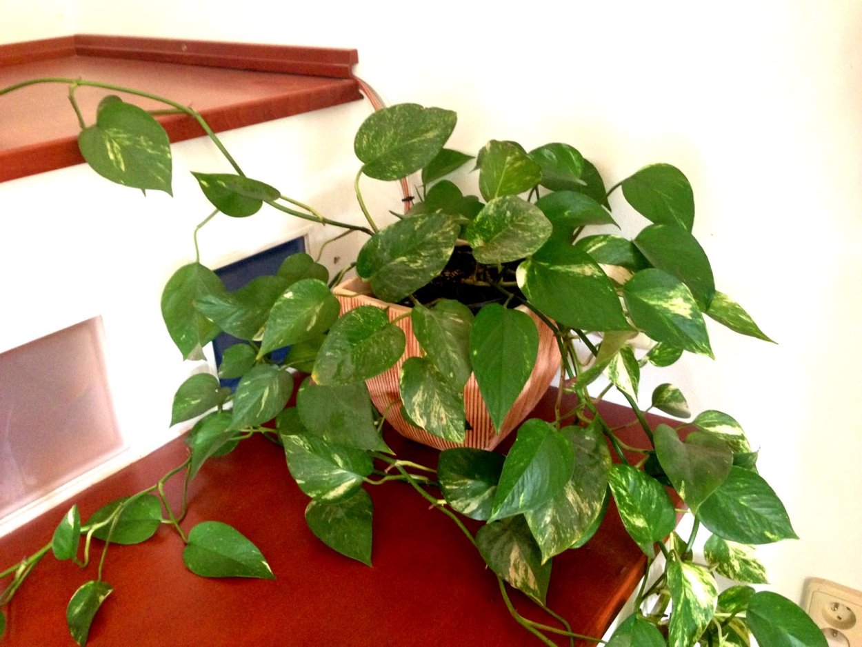 Лиана сциндапсус Эпипремнум