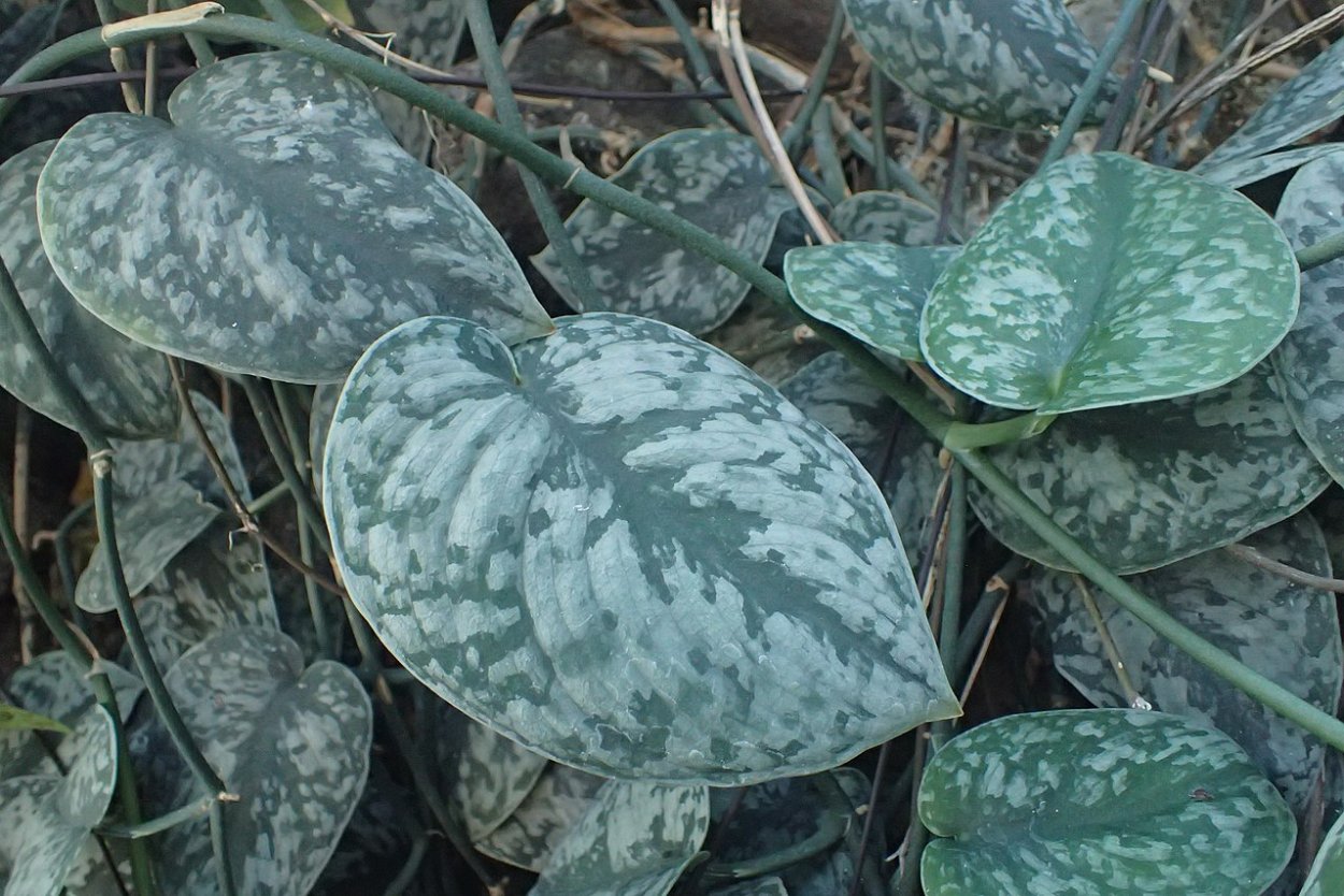 Эпипремнум золотой