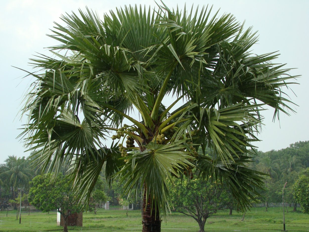 Ховея Форстера