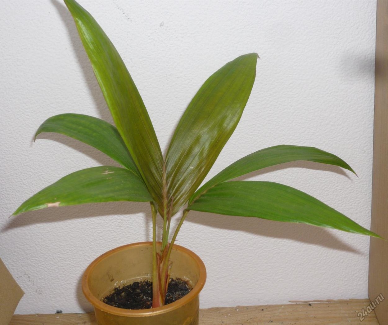 Салак Росток