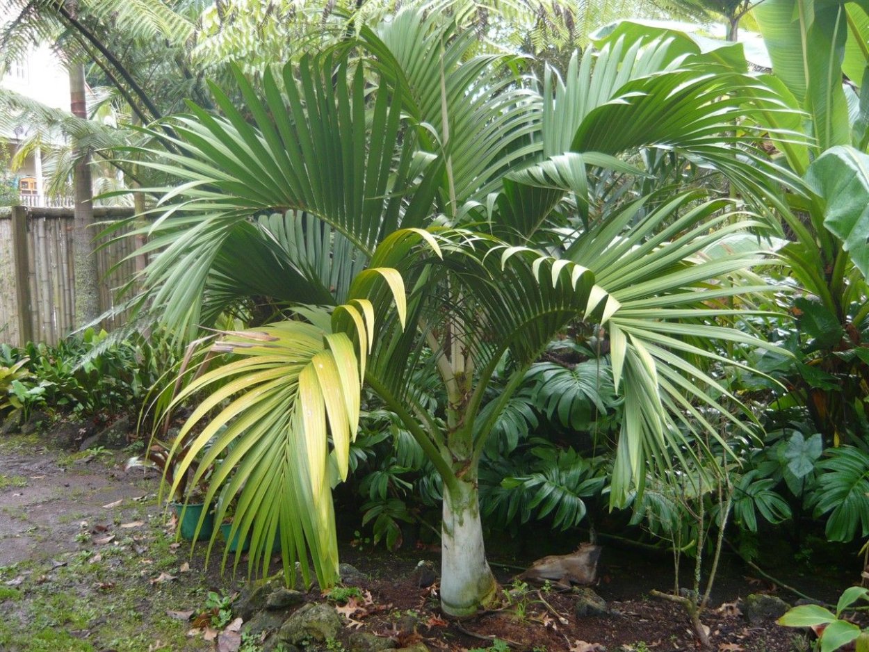 Мадагаскарская равенала "дерево путешественников"