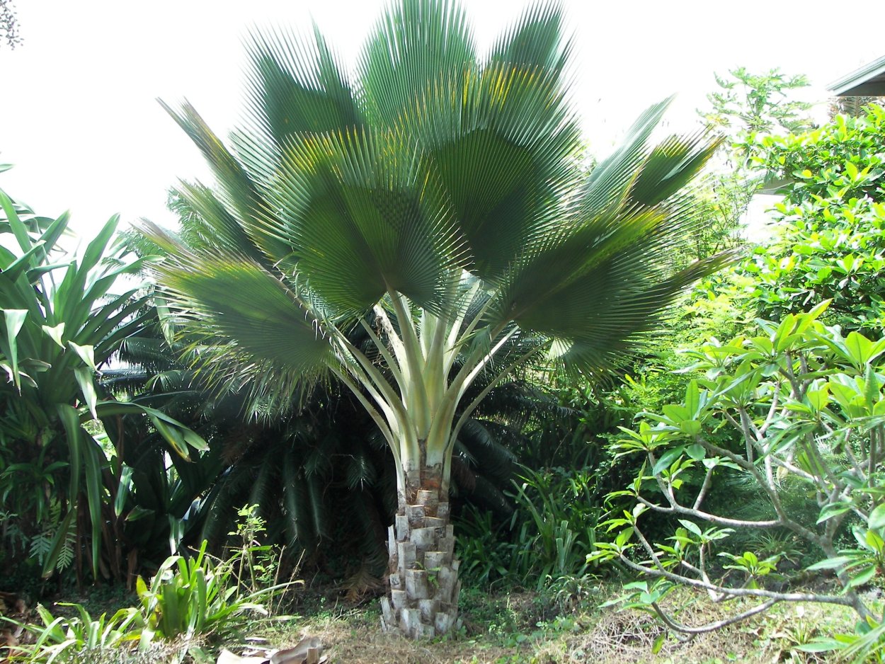 Монстера Борситжиана