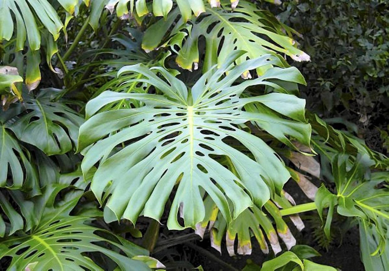 Пальма Лиана монстера.