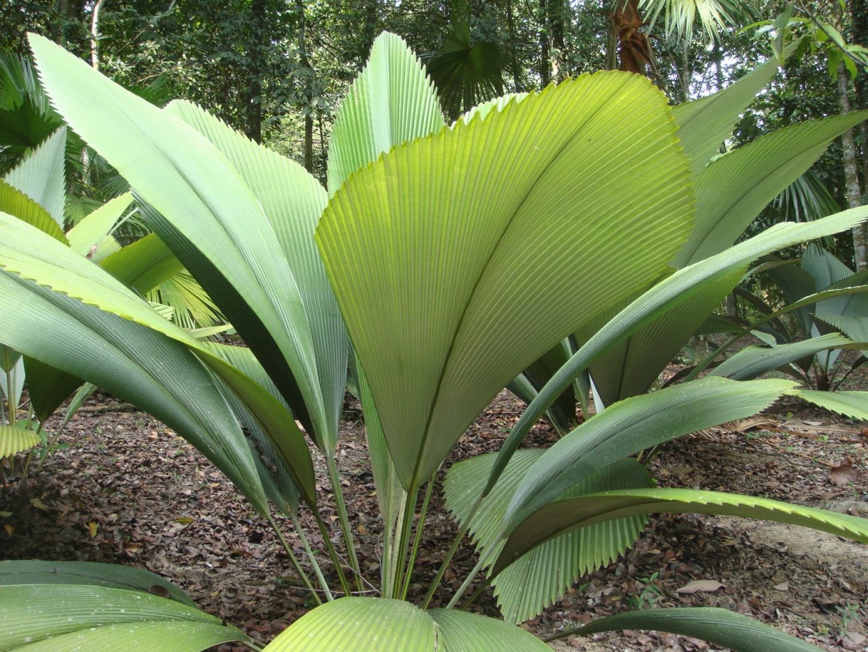 Пальма Коперниция