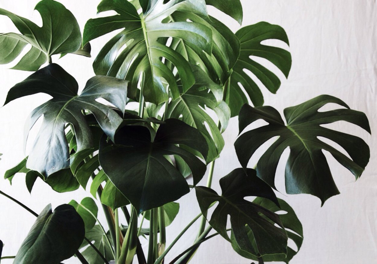 Домашняя Пальма с большими листьями