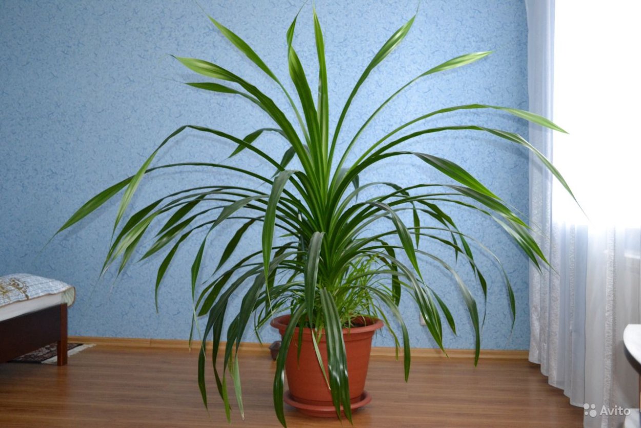 Пальма Букарелли