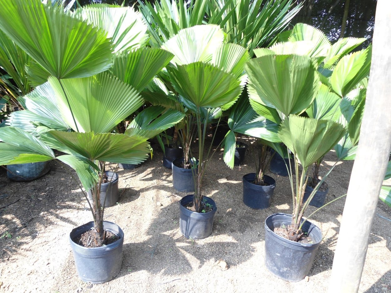 Циркус цветок Пальма