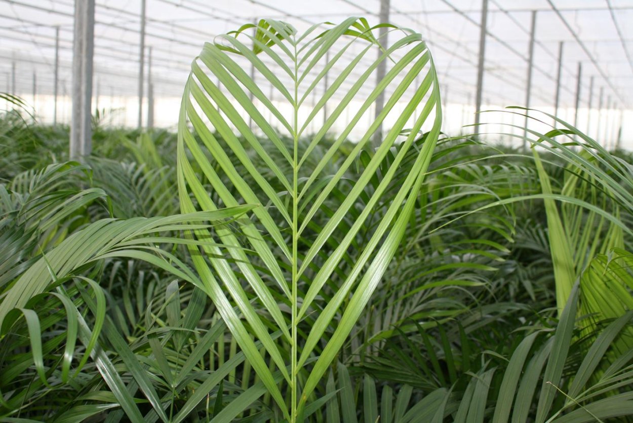 Кокос нуцифера