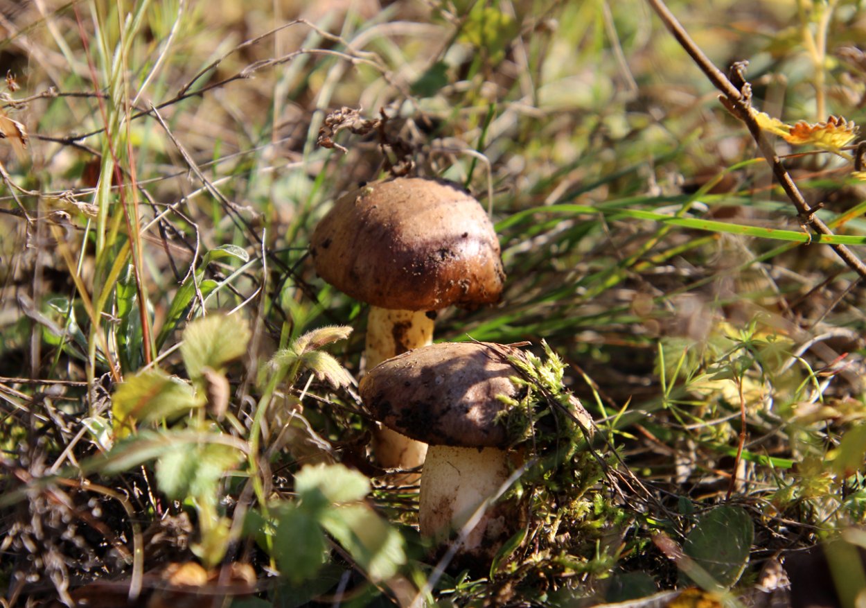 Гриб Боровой масленок