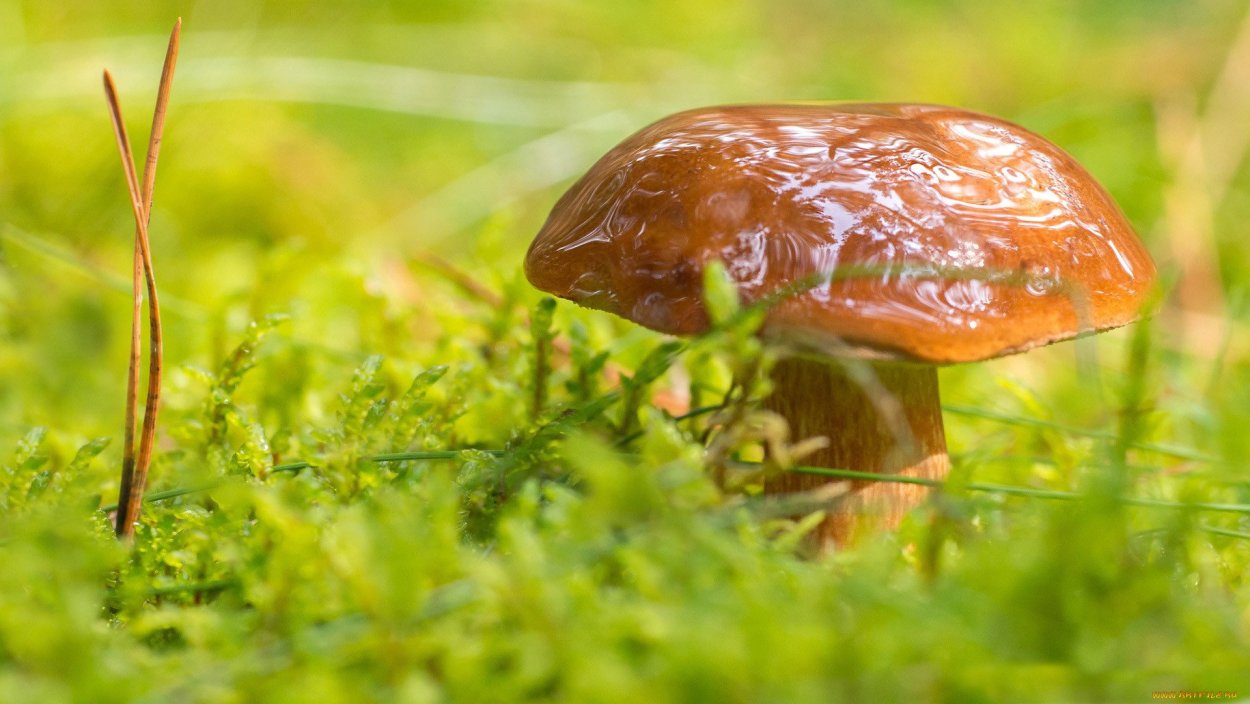 Боровик трава