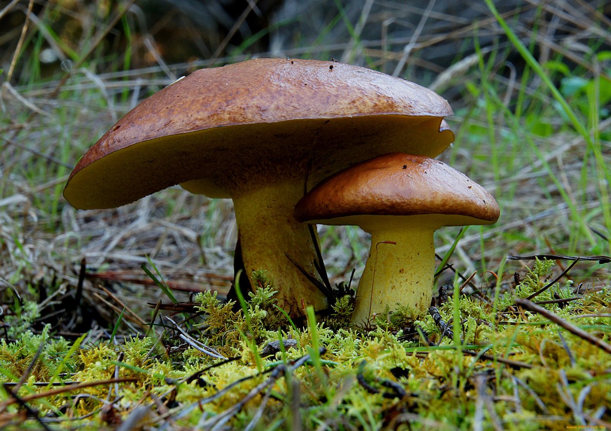 Suillus collinitus