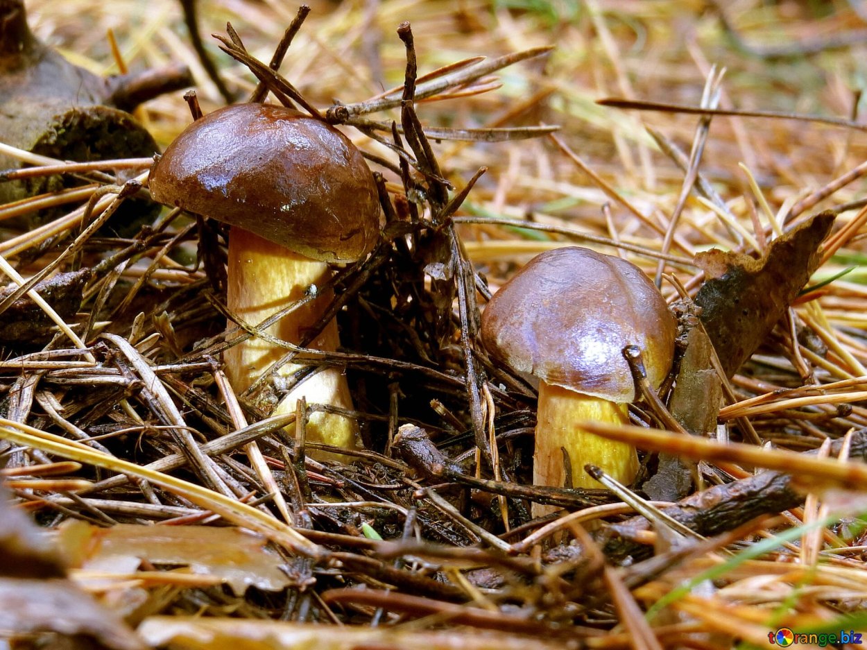 Боровой масленок моховик