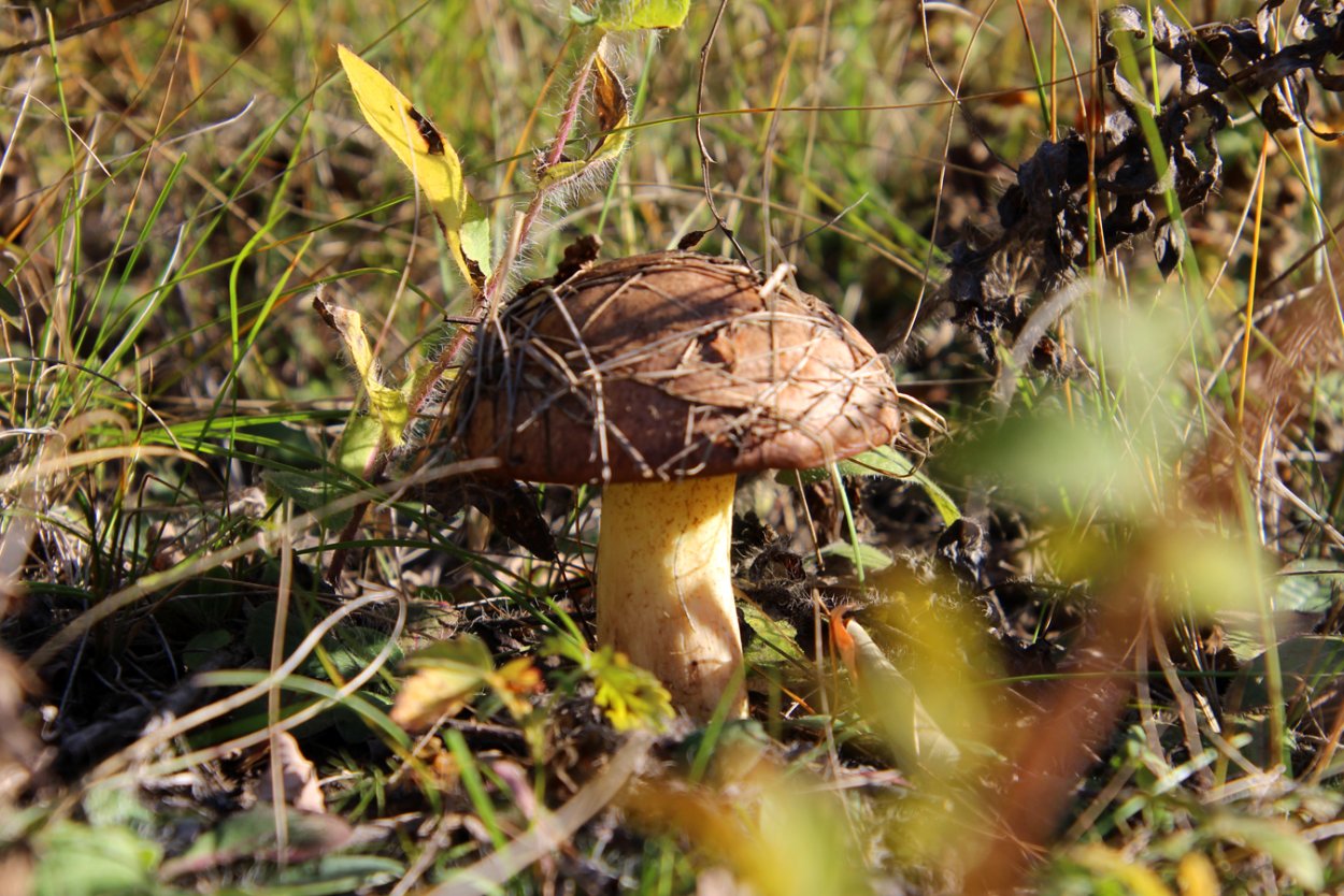 Боровой масленок моховик