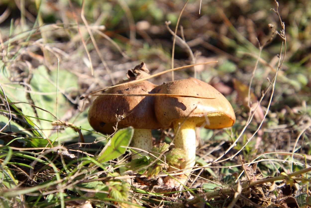 Боровой масленок