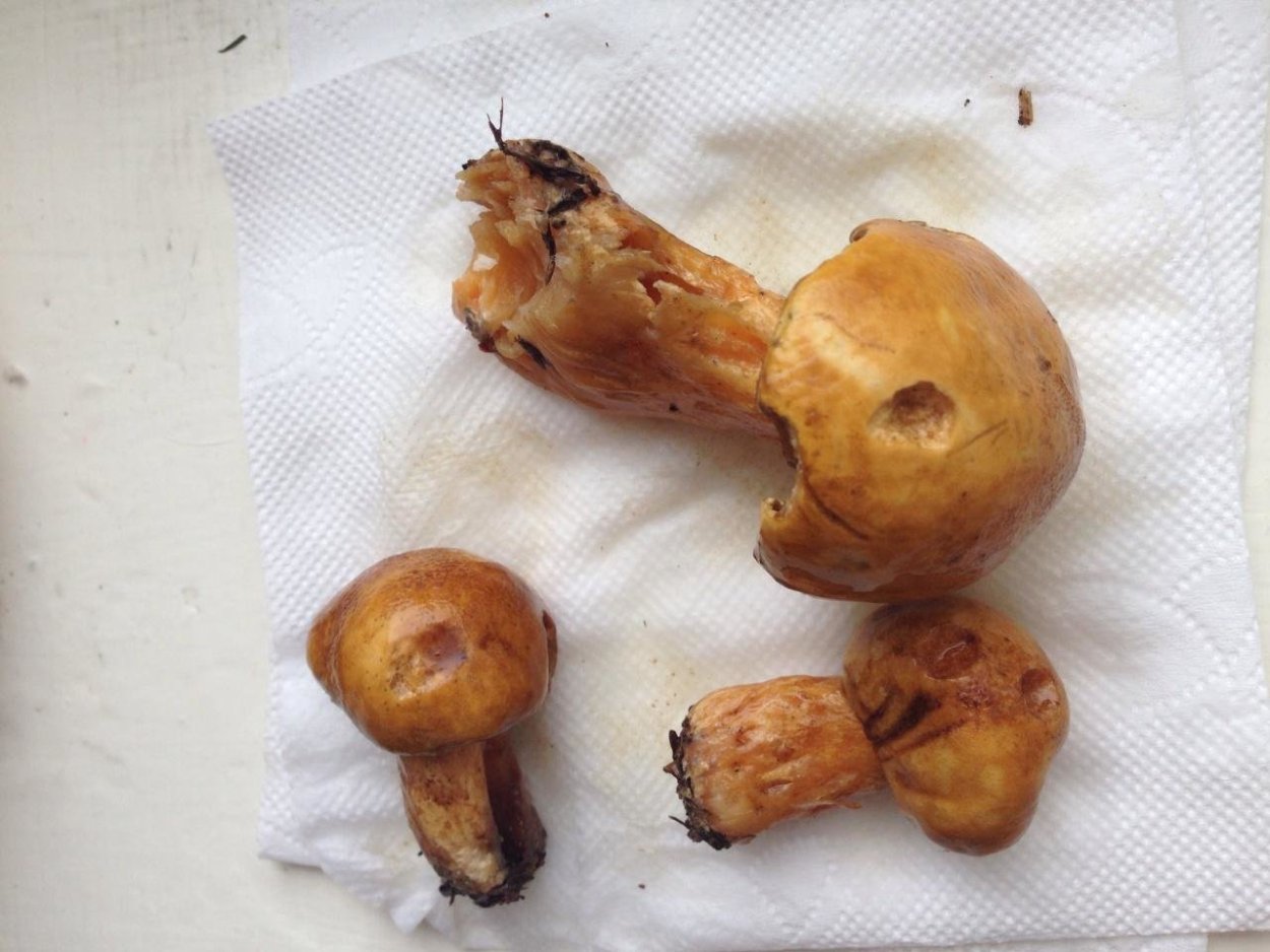 Гриб Боровой масленок